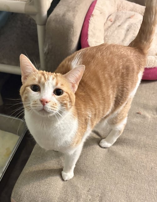 SEPTEMBER - Domestic Short Hair available for adoption