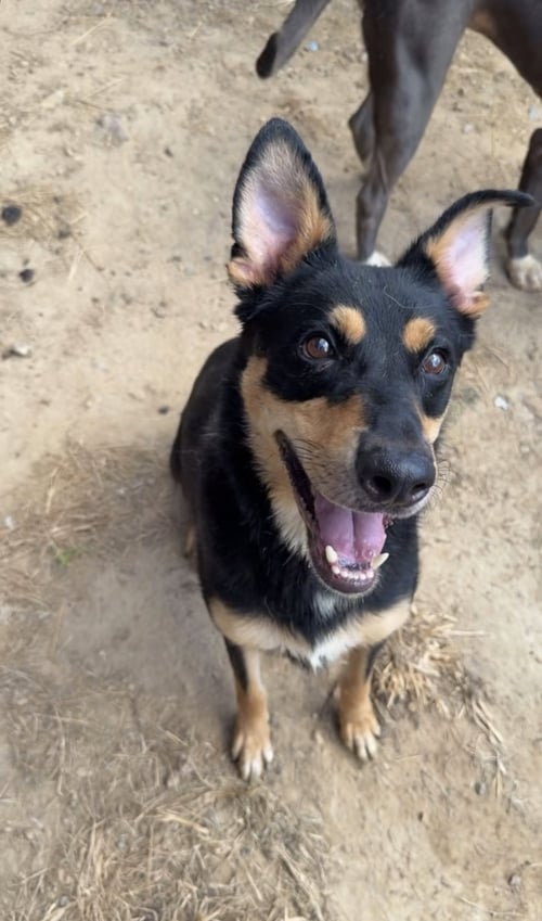 FORREST - Shepherd / Hound available for adoption