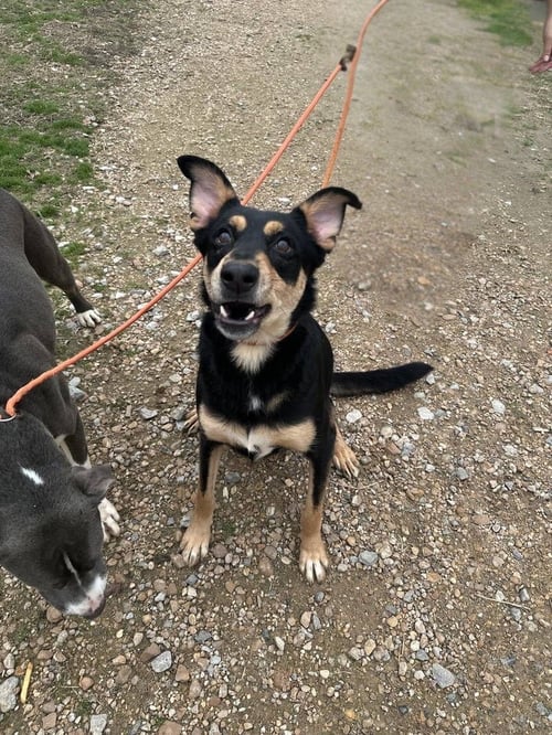 FORREST - Shepherd / Hound available for adoption