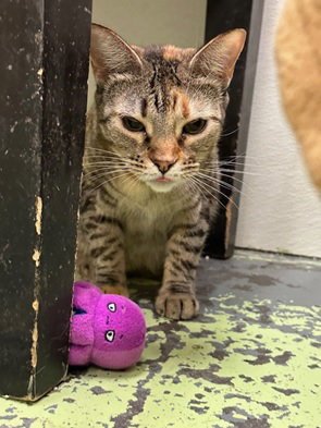 ABBIE - Tabby / Domestic Short Hair available for adoption