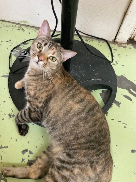 ABBIE - Tabby / Domestic Short Hair available for adoption