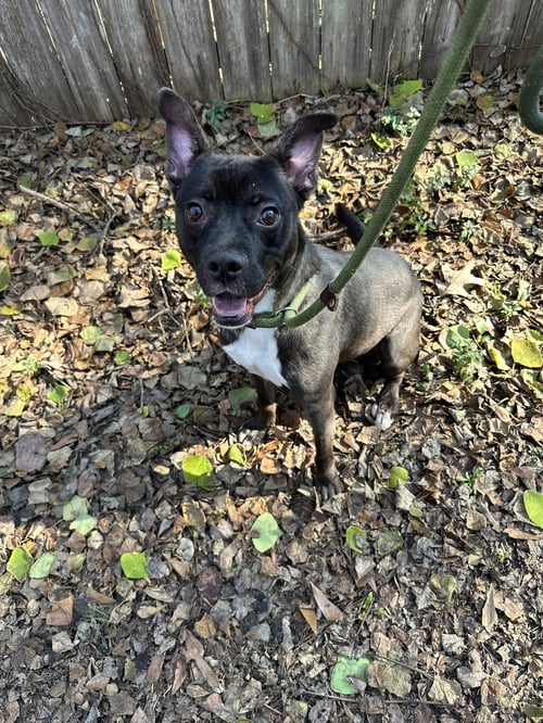 MOSES - Feist available for adoption
