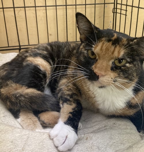 STORMY - Calico / Domestic Short Hair available for adoption