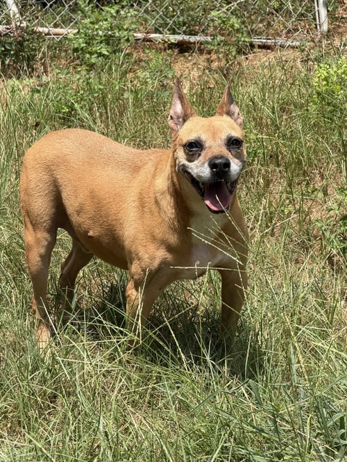 NEMO - Black Mouth Cur / American Pit Bull Terrier available for adoption