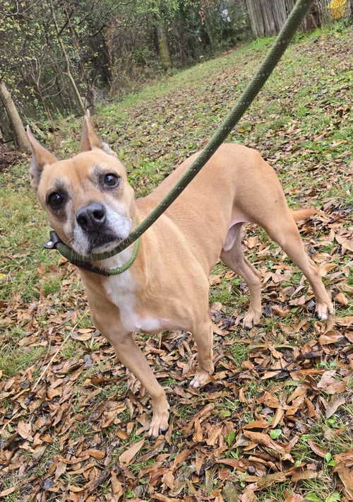 NEMO - Black Mouth Cur / American Pit Bull Terrier available for adoption