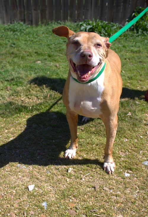 NIKKI MINAJ - American Pit Bull Terrier available for adoption
