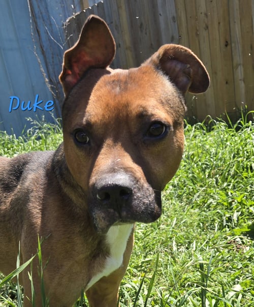 DUKE - American Staffordshire Terrier / Boxer available for adoption