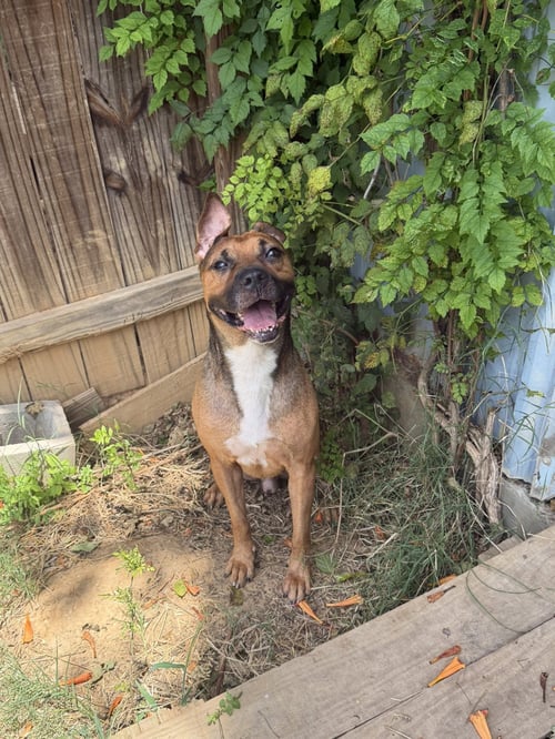 DUKE - American Staffordshire Terrier / Boxer available for adoption