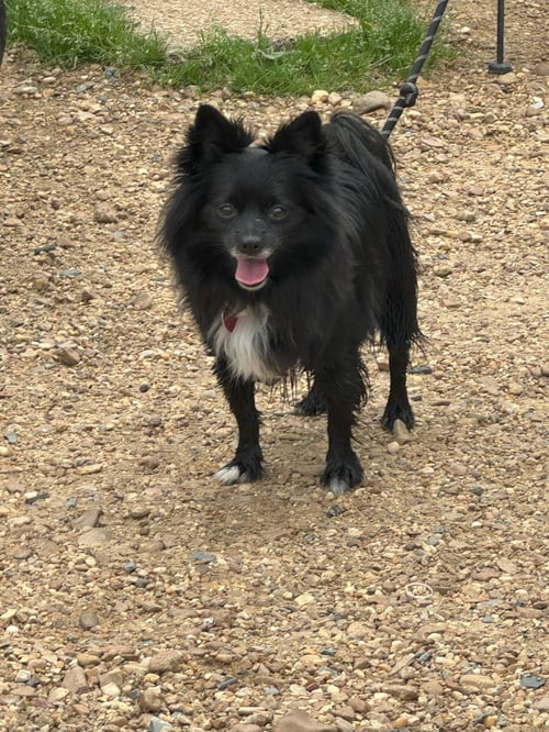 SHADOW - Pomeranian available for adoption
