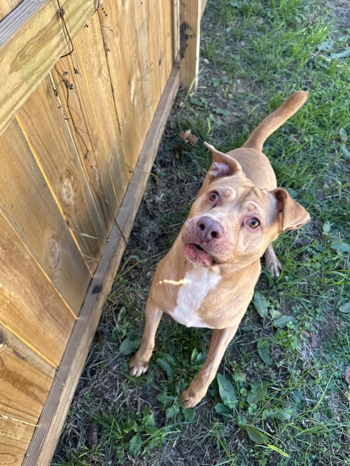 CARTER - American Staffordshire Terrier available for adoption