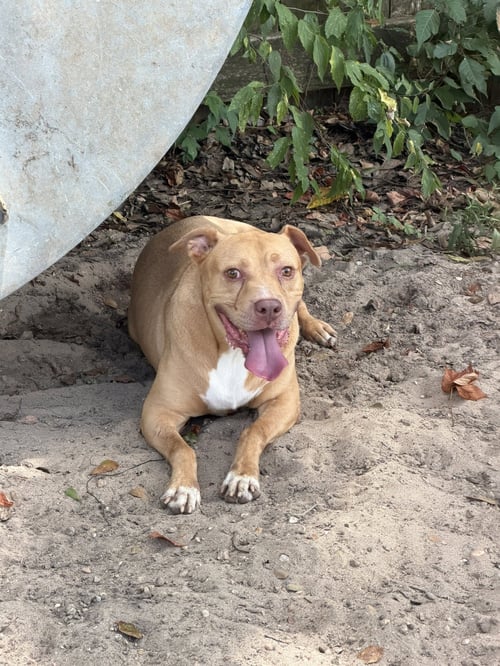 CARTER - American Staffordshire Terrier available for adoption