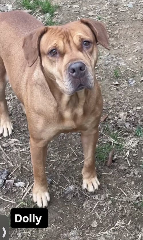 DOLLY - Boxer / Labrador Retriever available for adoption