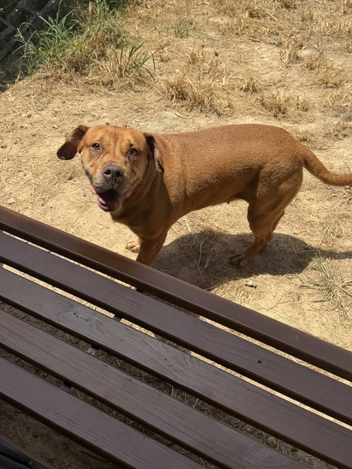 DOLLY - Boxer / Labrador Retriever available for adoption