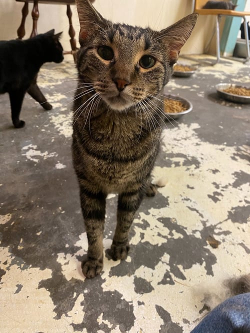 JAMES TAYLOR - Domestic Short Hair available for adoption
