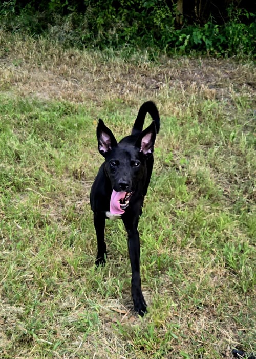 OTIS - Black Labrador Retriever available for adoption