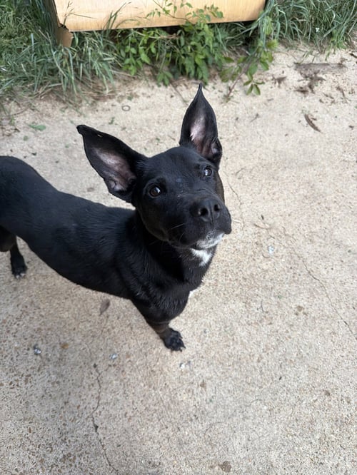 OTIS - Black Labrador Retriever available for adoption