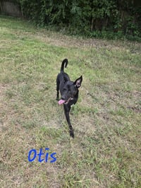 Otis - Photo 4