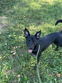 Otis - Photo 3