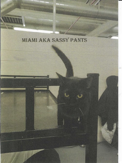 MIAMI - Domestic Short Hair available for adoption