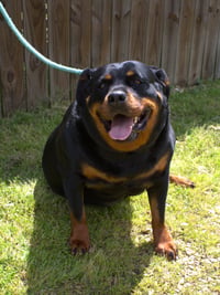 Leona - Photo 2