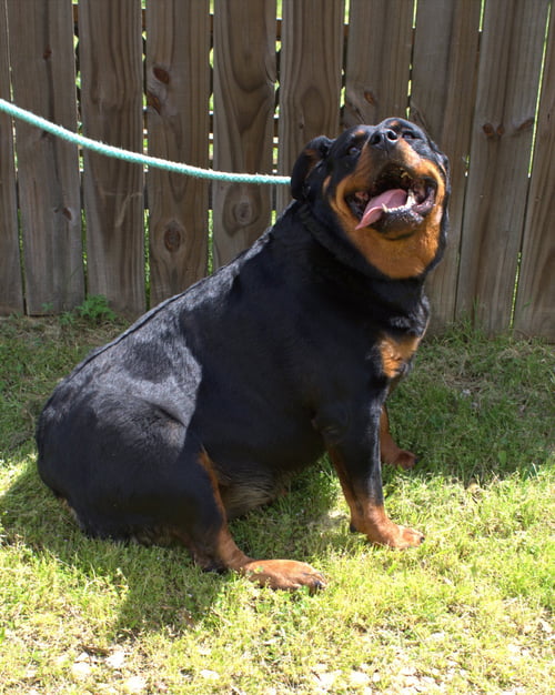 LEONA - Rottweiler available for adoption