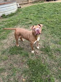 Athena - Photo 4
