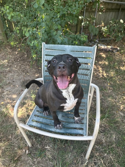 CAROL - American Staffordshire Terrier available for adoption