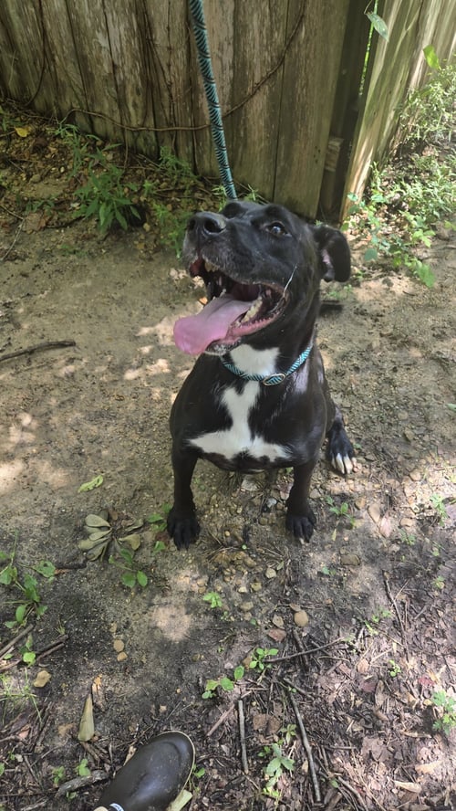 EVAN - Labrador Retriever available for adoption