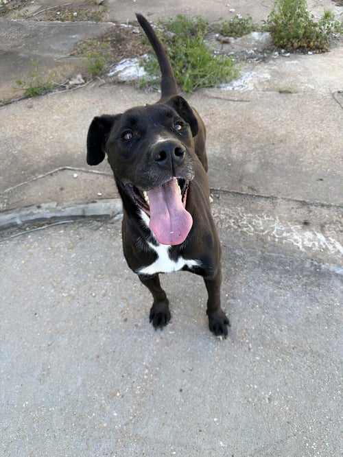 EVAN - Labrador Retriever available for adoption