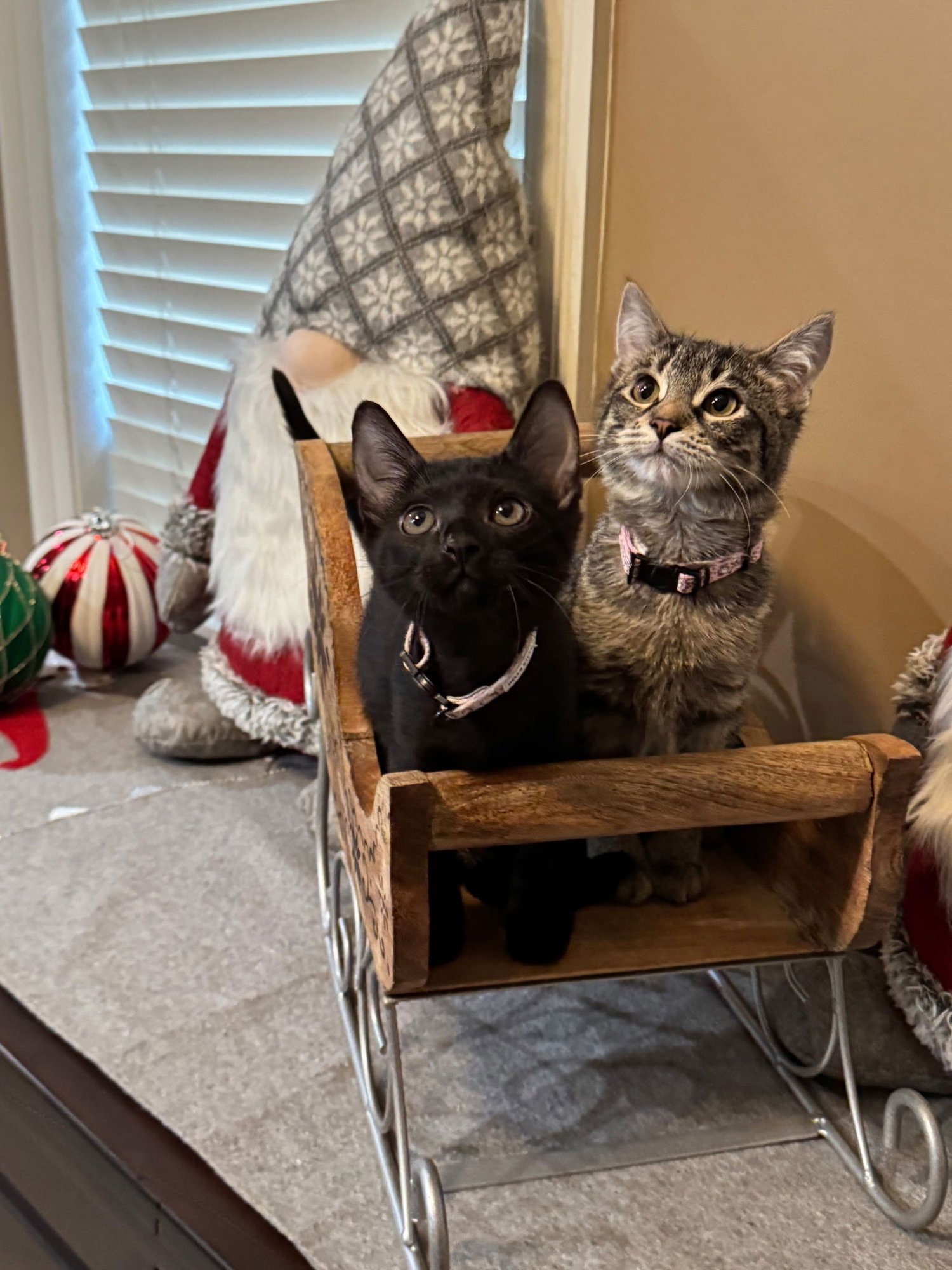 WILLOW - Domestic Short Hair available for adoption