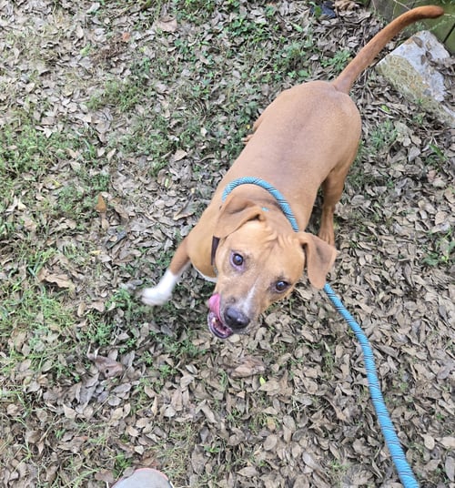 CHUCK - Hound available for adoption