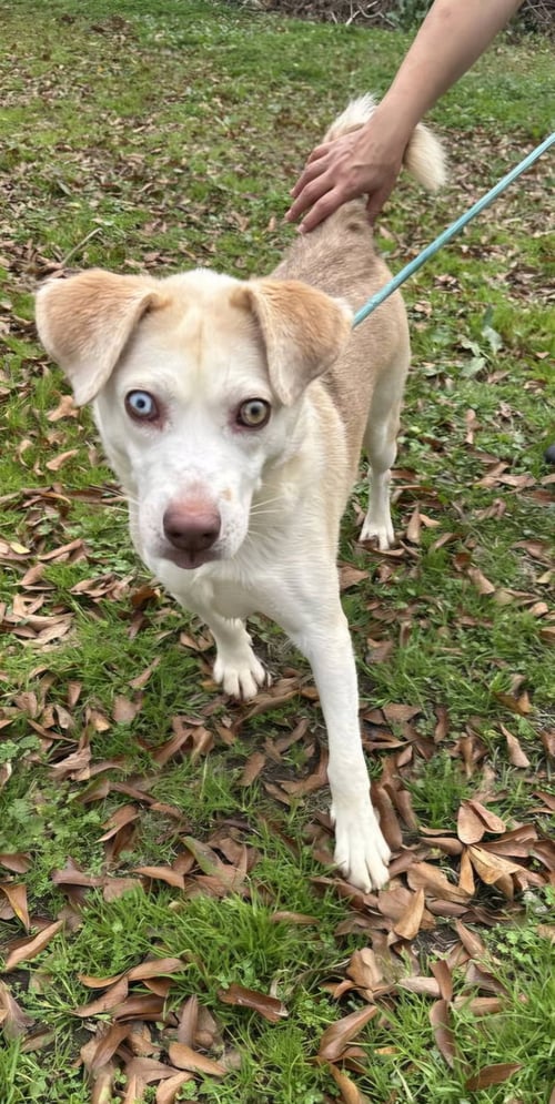 MAXWELL - Husky available for adoption