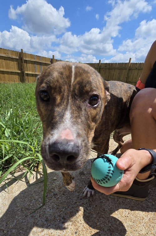 KENNY MCCORMIC - Mountain Cur available for adoption