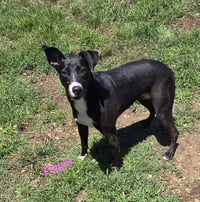 Peppa - Photo 3