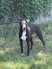 Peppa - Photo 1