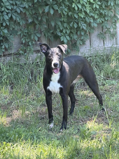 PEPPA - Whippet / Black Labrador Retriever available for adoption