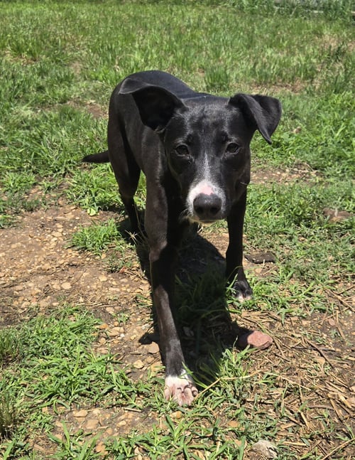 PEPPA - Whippet / Black Labrador Retriever available for adoption