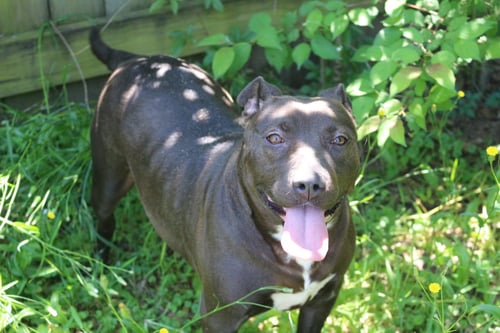 CHAKA KHAN - Terrier available for adoption