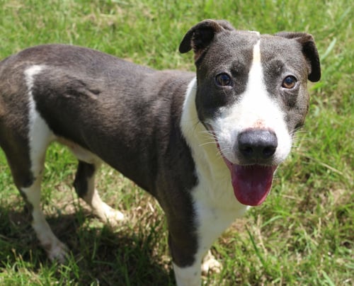 RAYMOND - Pit Bull Terrier / Border Collie available for adoption