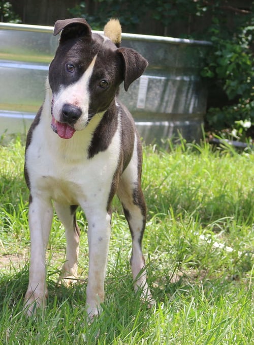 RAYMOND - Pit Bull Terrier / Border Collie available for adoption