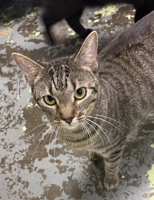 BOBBY - Domestic Short Hair available for adoption