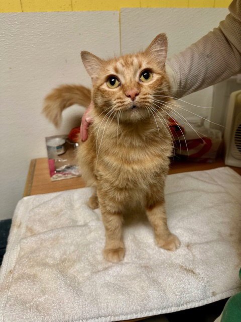 JESABELL (GLORIA GAYNOR) - Domestic Medium Hair available for adoption