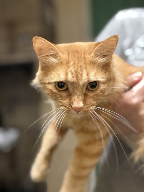 JESABELL (GLORIA GAYNOR) - Domestic Medium Hair available for adoption