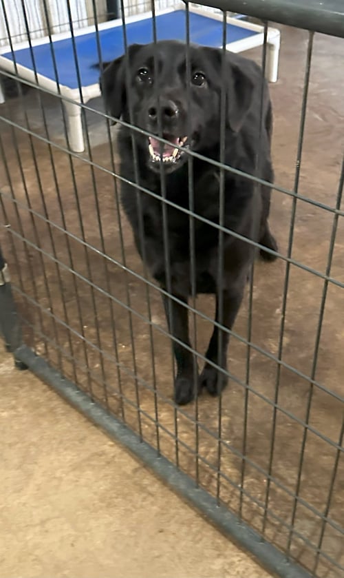 MAURA - Black Labrador Retriever available for adoption