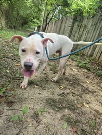 Murphy - Photo 3