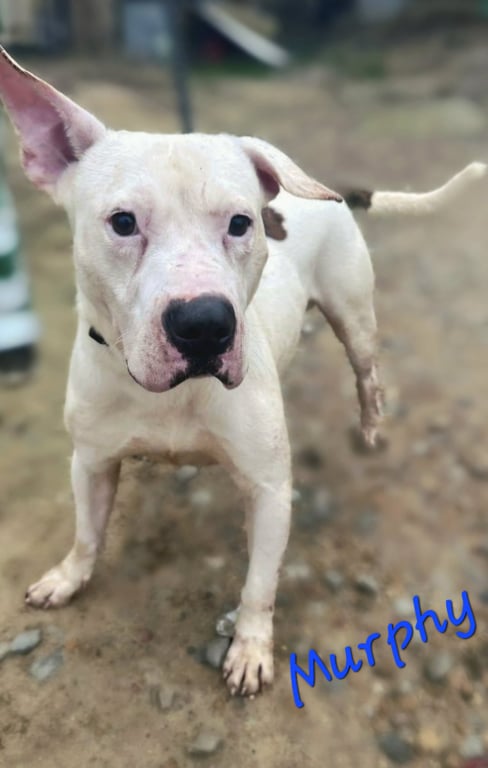 Murphy Image