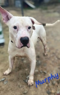 Murphy - Photo 1
