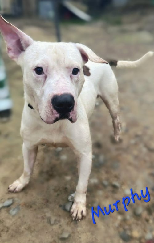MURPHY - American Staffordshire Terrier available for adoption