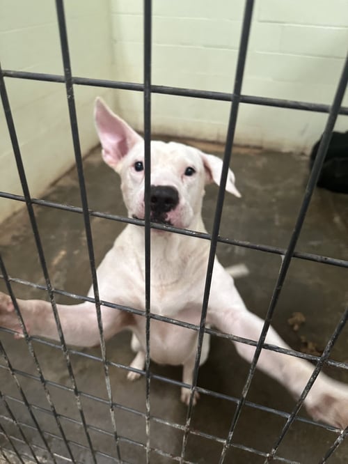 MURPHY - American Staffordshire Terrier available for adoption