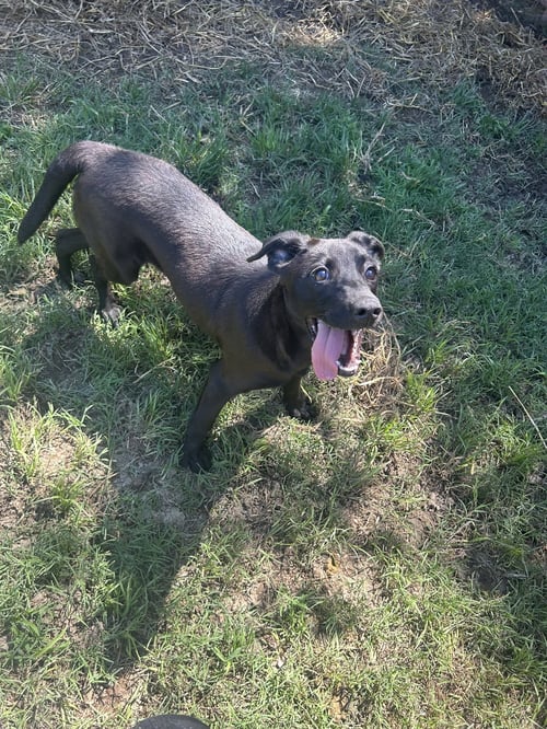 TAMMY - Labrador Retriever available for adoption